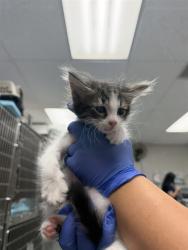 Shelter Stray Male Cat last seen , Bakersfield, CA 93307
