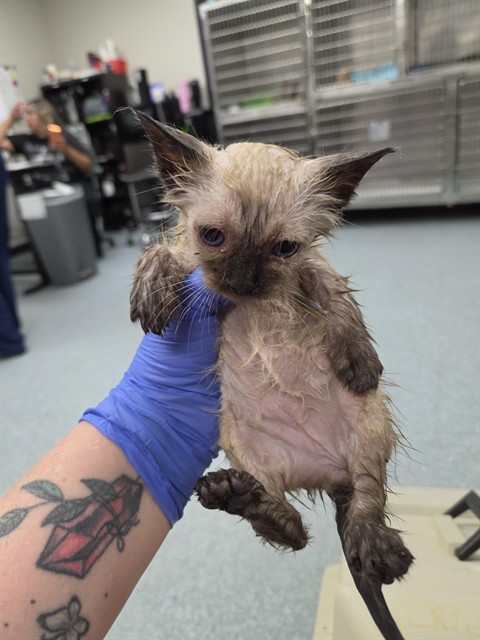 Shelter Stray Female Cat last seen , Bakersfield, CA 93307