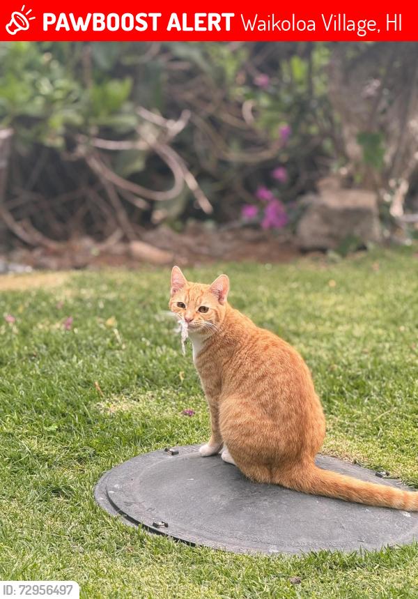 Lost Male Cat last seen Malhina street , Waikoloa Village, HI 96738