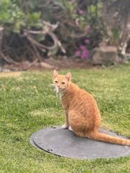 Lost Male Cat last seen Malhina street , Waikoloa Village, HI 96738