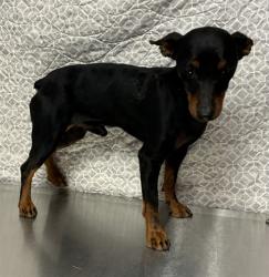 Shelter Stray Male Dog last seen , Lake Los Angeles, CA 93550