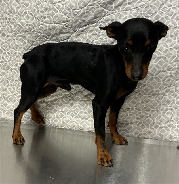 Shelter Stray Male Dog last seen , Lake Los Angeles, CA 93550