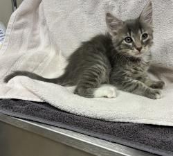 Shelter Stray Male Cat last seen , Lake Los Angeles, CA 93550