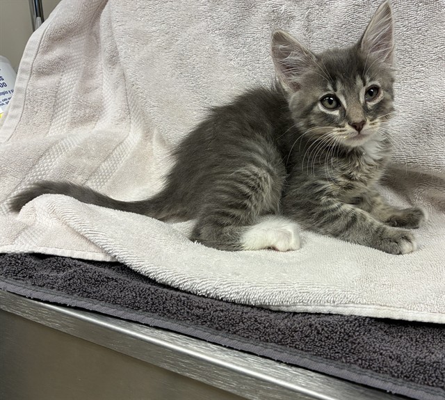 Shelter Stray Male Cat last seen , Lake Los Angeles, CA 93550
