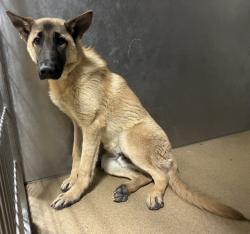 Shelter Stray Male Dog last seen , Lake Los Angeles, CA 93550