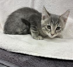 Shelter Stray Female Cat last seen , Lake Los Angeles, CA 93550