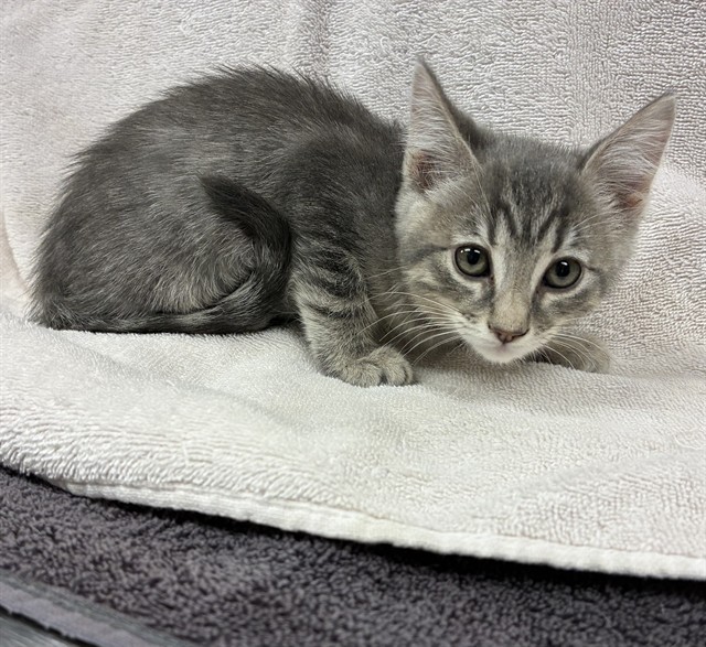 Shelter Stray Female Cat last seen , Lake Los Angeles, CA 93550