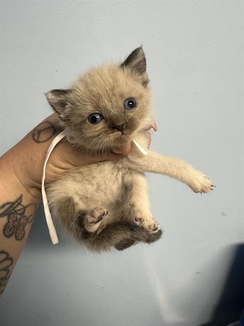 Shelter Stray Female Cat last seen Near BLOCK HEIGHT ST, BAKERSFIELD CA 93305, Bakersfield, CA 93308