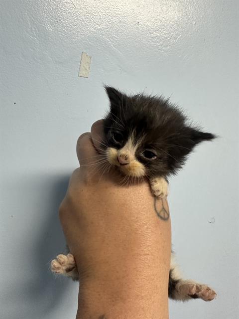Shelter Stray Male Cat last seen Near BLOCK HEIGHT ST, BAKERSFIELD CA 93305, Bakersfield, CA 93308