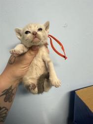 Shelter Stray Female Cat last seen Near BLOCK HEIGHT ST, BAKERSFIELD CA 93305, Bakersfield, CA 93308