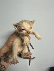 Shelter Stray Female Cat last seen Near BLOCK HEIGHT ST, BAKERSFIELD CA 93305, Bakersfield, CA 93308