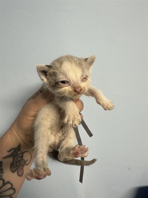 Shelter Stray Female Cat last seen Near BLOCK HEIGHT ST, BAKERSFIELD CA 93305, Bakersfield, CA 93308
