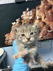 Shelter Stray Female Cat last seen Near BLOCK STAR CT, BAKERSFIELD CA 93308, Bakersfield, CA 93308
