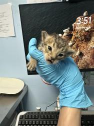 Shelter Stray Male Cat last seen Near BLOCK STAR CT, BAKERSFIELD CA 93308, Bakersfield, CA 93308