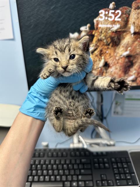 Shelter Stray Male Cat last seen Near BLOCK STAR CT, BAKERSFIELD CA 93308, Bakersfield, CA 93308
