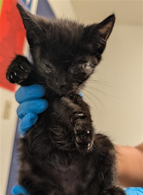 Shelter Stray Female Cat last seen Near BLOCK COUGAR CT, TAFT CA 93268, Bakersfield, CA 93308
