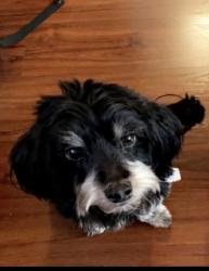 Reunited Male Dog last seen 69th by Morse hs, San Diego, CA 92114