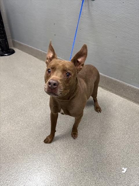 Shelter Stray Female Dog last seen Near BLOCK EL PARQUE AVE, LAS VEGAS NV 89146, Las Vegas, NV 89101