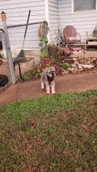 Lost Male Dog last seen Admiral & 193rdE Ave, Tulsa, OK 74108