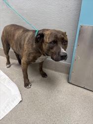 Shelter Stray Male Dog last seen Near BLOCK S LAS VEGAS BLVD, LAS VEGAS NV 89158, Las Vegas, NV 89101