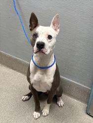 Shelter Stray Male Dog last seen Near BLOCK E TROPICANA AVE, LAS VEGAS NV 89119, 655 N Mojave Rd, Las Vegas, NV 89101, USA