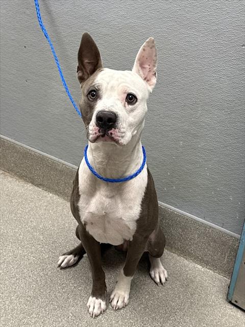 Shelter Stray Male Dog last seen Near BLOCK E TROPICANA AVE, LAS VEGAS NV 89119, 655 N Mojave Rd, Las Vegas, NV 89101, USA