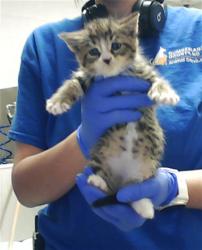 Shelter Stray Female Cat last seen Near BLOCK RAEFORD RD, FAYETTEVILLE NC 28303, Fayetteville, NC 28306