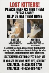 Lost Male Cat last seen Near 8th Pl WA , Bothell, WA 98021