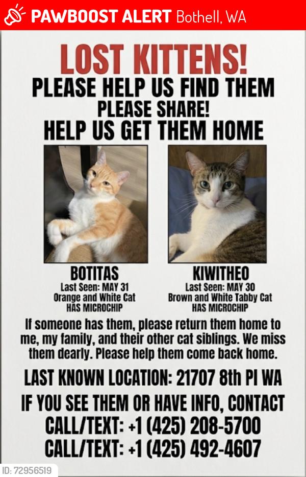 Lost Male Cat last seen Near 8th Pl WA , Bothell, WA 98021
