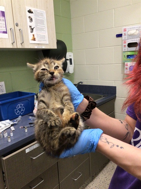 Shelter Stray Female Cat last seen KIOWA AVE/COTTONWOOD, Brighton, CO 80601