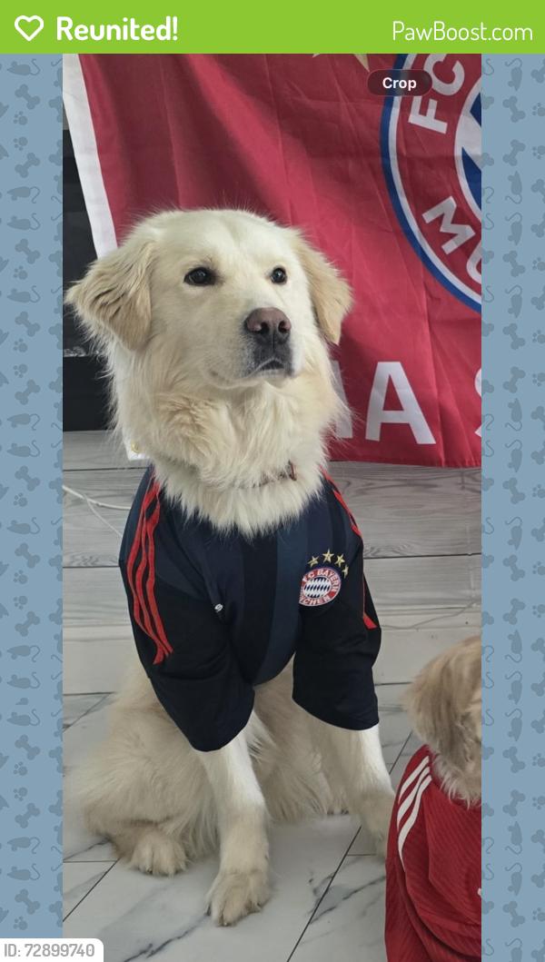 Reunited Male Dog last seen Near king George’s Rd, Woodbridge Township, NJ 08863