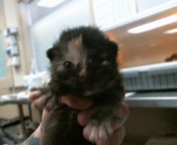 Shelter Stray Female Cat last seen GREENBACK LN/ PARIS ST, Sacramento, CA 95827