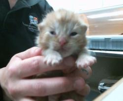 Shelter Stray Male Cat last seen GREENBACK LN/ PARIS ST, Sacramento, CA 95827