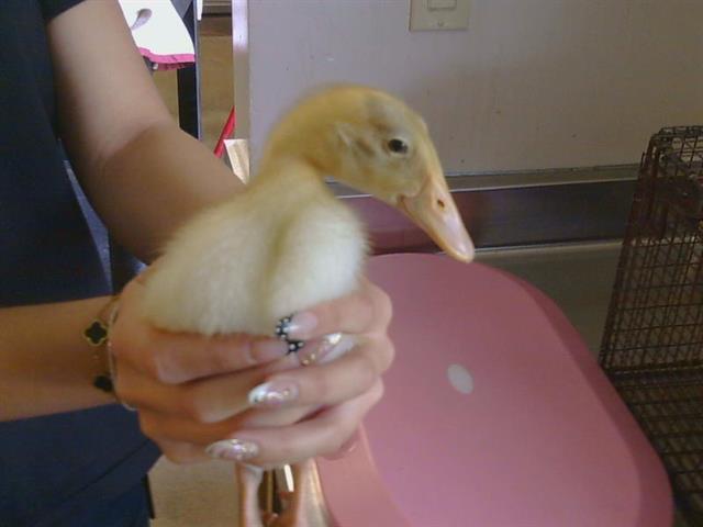 Shelter Stray Unknown Bird last seen SAN SIMEON DR/MARIPOSA AVE, 95610, Sacramento, CA 95827