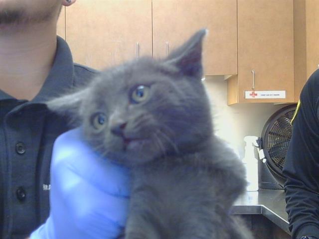 Shelter Stray Female Cat last seen GOLDEN DR/MISSISSIPPI DR, 95662, Sacramento, CA 95827