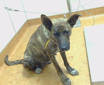 Shelter Stray Female Dog last seen INDUSTRIAL DR X AMADOR AV 95832, Sacramento, CA 95827
