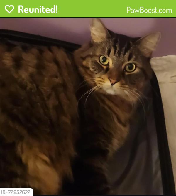 Reunited Male Cat last seen Near Jacksons Ford Rd, Spotsylvania Courthouse, VA 22551, USA, Spotsylvania Courthouse, VA 22551