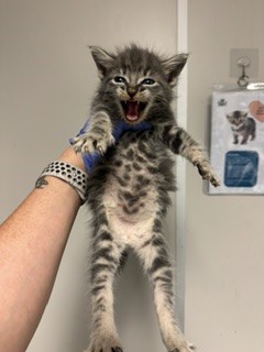 Shelter Stray Male Cat last seen Near BLOCK NW 112 AVE, Doral, FL 33122
