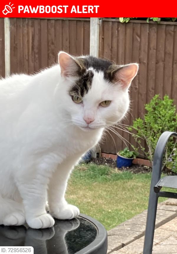 Lost Female Cat last seen Harborne municipal golf course, West Midlands, England B17