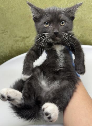 Shelter Stray Female Cat last seen Near BLOCK ARLINGTON AVE, RIVERSIDE, CA, 6851 Van Buren Boulevard, Jurupa Valley, CA 92509, USA