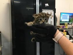 Shelter Stray Female Cat last seen Near BLOCK VIRGINIA AVE, PALM DESERT CA 92211, Thousand Palms, CA 92276