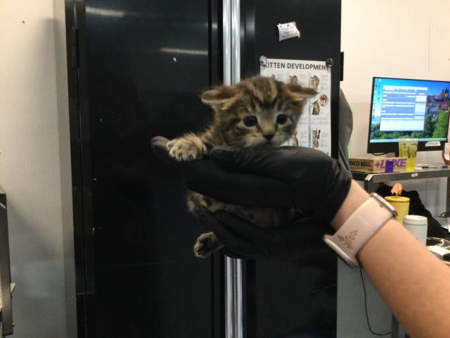 Shelter Stray Female Cat last seen Near BLOCK VIRGINIA AVE, PALM DESERT CA 92211, Thousand Palms, CA 92276