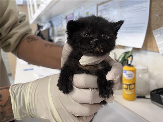 Shelter Stray Female Cat last seen Near BLOCK  TODD LOOP, 100 Caja Del Rio Rd, Santa Fe, NM 87507, USA
