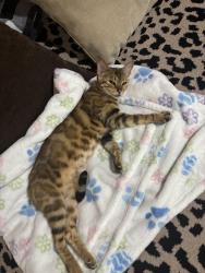 Lost Female Cat last seen Sunrise park area, Troutdale, OR 97060