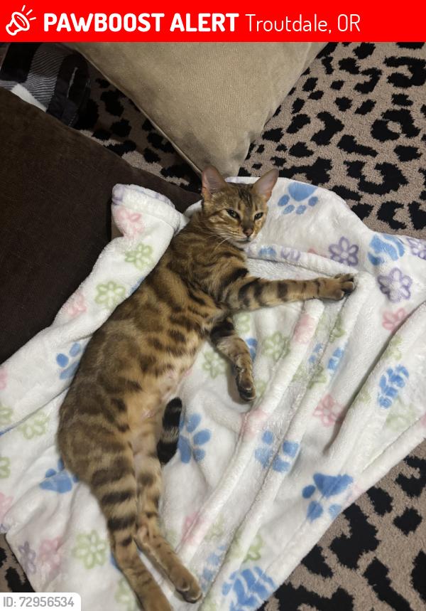 Lost Female Cat last seen Sunrise park area, Troutdale, OR 97060