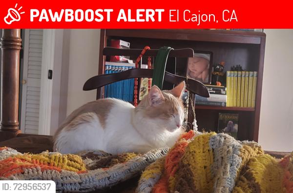 Lost Male Cat last seen La Cresta Boulevard and Jarrett Lane , El Cajon, CA 92021