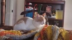 Lost Male Cat last seen La Cresta Boulevard and Jarrett Lane , El Cajon, CA 92021