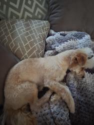 Lost Female Dog last seen Sutter and strauss, Brooklyn, NY 11213