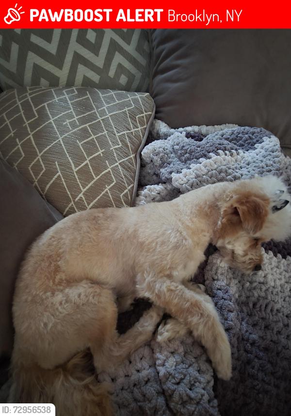 Lost Female Dog last seen Sutter and strauss, Brooklyn, NY 11213