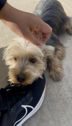 Lost Female Dog last seen Rainbow Rd. & MC85, Buckeye, AZ 85326